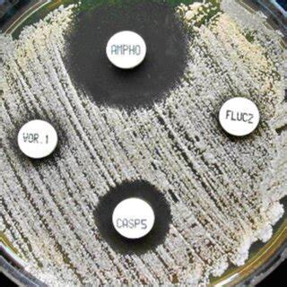 Image result for Mic Disc Diffusion Method