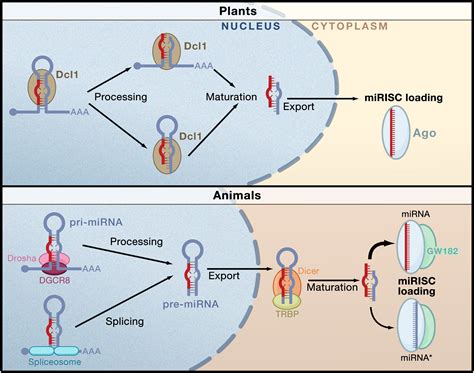 Origins and Mechanisms of miRNAs and siRNAs: Cell