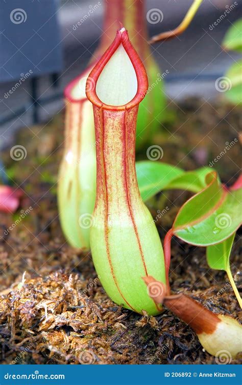 Tropical Pitcher Plant stock photo. Image of green, plants - 206892