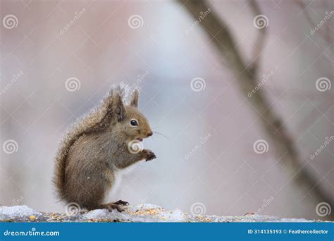 Japanese Squirrel (Sciurus Lis) in Japan Stock Image - Image of japan, nature: 314135193