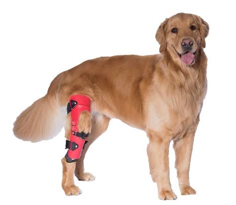 Custom Knee Braces For Dogs | Torn ACL | My Pet's Brace