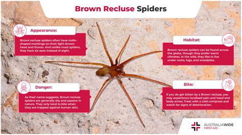 What Does A Brown Recluse Spider Look Like Identify BROWN RECLUSE VS.