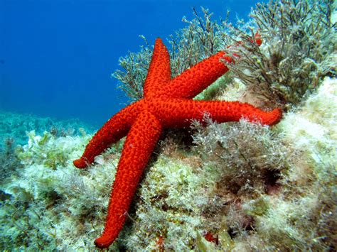 Estrella de mar roja | Wiki Reino Animalia | Fandom