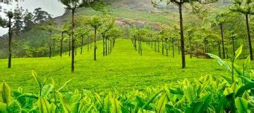 Beautiful 3 Days Cochin and Munnar Tour Package | cochin, munnar Trip ...
