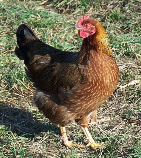 Top 10 Rare Chicken Breeds at Steven Payton blog