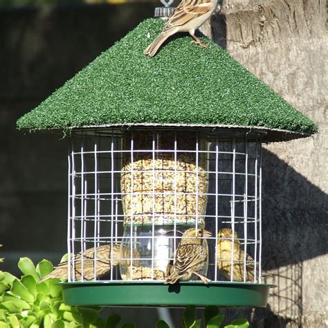 Unique Wild Bird Feeders | Handmade & Eco-Friendly