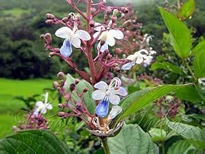 Urantex Brahma Jasti Bharangi Brahmana Jhatia Blue Flowered Glory Tree ...