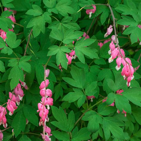 Shade Plants With Pink Flowers Flowers For The Summer Shade Garden