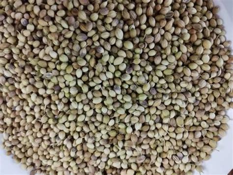 Dehydrated Cabbage - Dehydrated Cabbage Flakes Manufacturer from Jamnagar