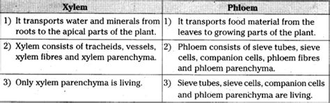 give difference between xylem and phloem in table - Brainly.in