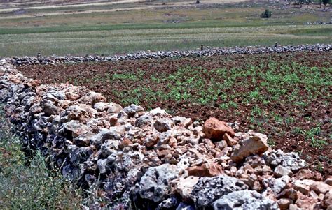 Shiloh was a city in the tribe of Ephraim