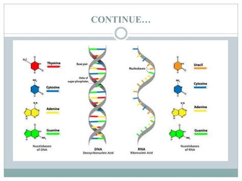 RNA Structure Drawing 的图像结果