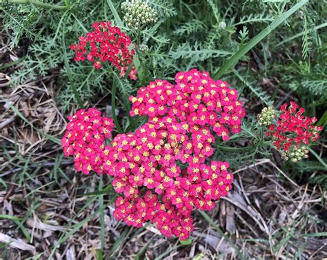 Yarrow — Southern Kokua