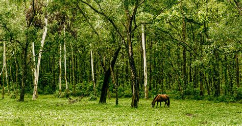 Bhawal National Park 3