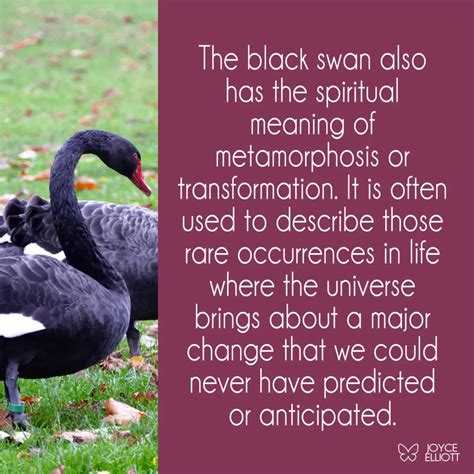 Black Swan Symbolism: The 4 Meanings Behind The Mysterious Swan - Joyce ...