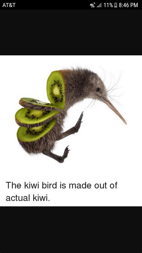 Wow a kiwi bird, yumi : r/meme