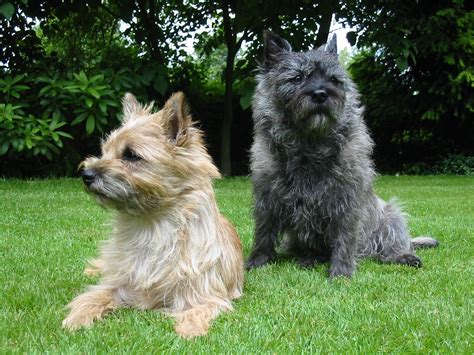 Cairn Terrier - Puppies, Rescue, Pictures, Information, Temperament ...