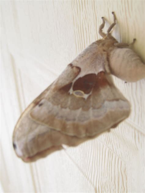 this moth is the size of my palm | Moth, Insects