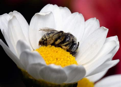 Exploring The Sleeping Habits of Honey Bees - Beekeeping 101