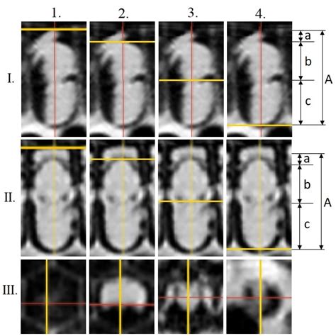 Study of Morphological Features in Pre-Imaginal Honey Bee Impaired by ...