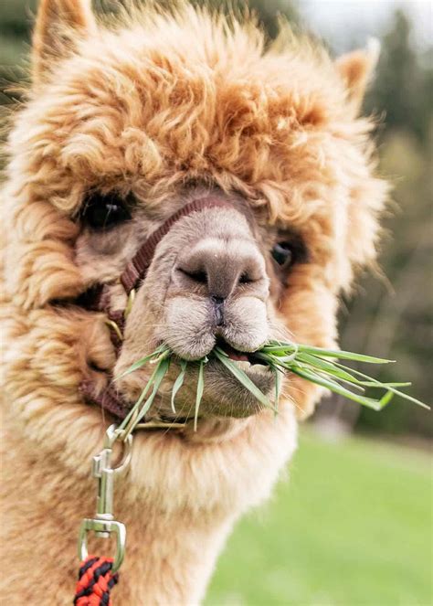 28 Animals That Eat Grass: Mammals, Birds, Insects, Reptiles ...