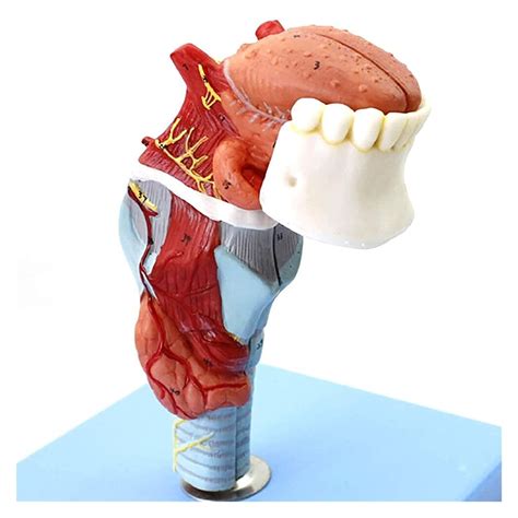 Organ Model Lmeili Standard Teeth Model Laryngeal Attachment Teeth ...