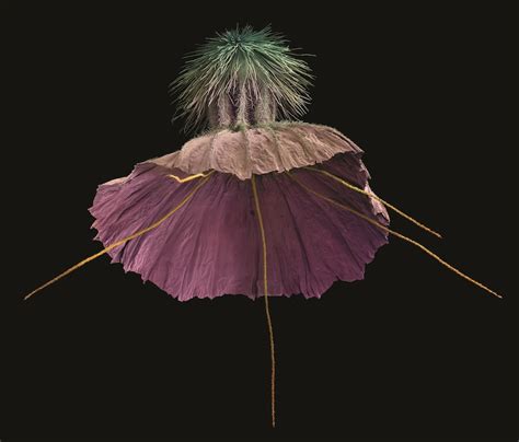 A Book About Art's Time-Honoured Fascination With Flora | AnOther