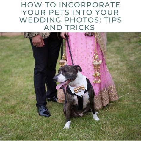 How to Incorporate Your Pets into Your Wedding: Top Tips - Jon Cripwell Photography - Derby ...