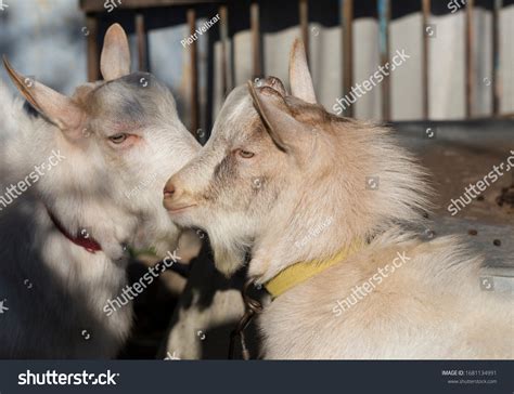 Reproduction Of Goat