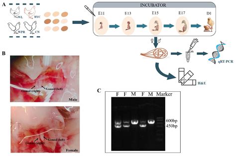 Temporal Expression of Myogenic Regulatory Genes in Different Chicken ...