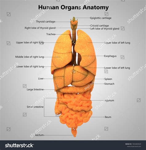Human Body Organs Label Design Anatomy: ภาพประกอบสต็อก 1053483929 | Shutterstock