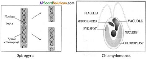 ap-scert-8th-class-Biology-Lesson-3-Story-of-Microorganisms-1