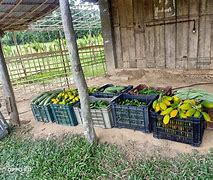 Image result for cultivation 教养