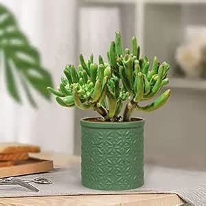 Lasaki Gloria Flower deep Jungle Ceramic Pots for Indoor Plants ...