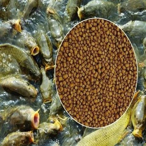 Aarohi Enterprises Kota - Grass Carp Fish Manufacturer and Supplier