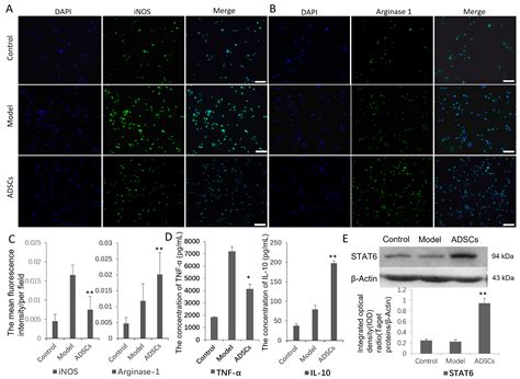 Allogeneic Adipose-Derived Mesenchymal Stem Cell Transplantation ...