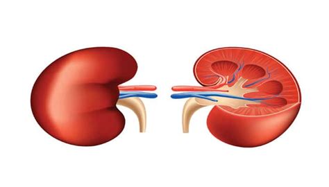 Inflammatory reasons for diabetic kidney disease revealed | Health News ...
