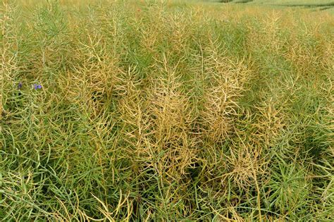 Phoma: Diese Rapssorten sind besonders anfällig – und diese gesund ...