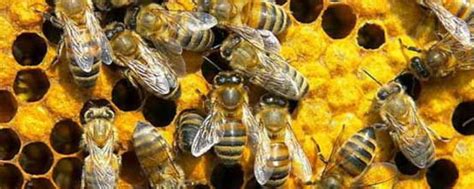 几月份买蜜蜂群最合适？ - 养蜂技术 - 酷蜜蜂