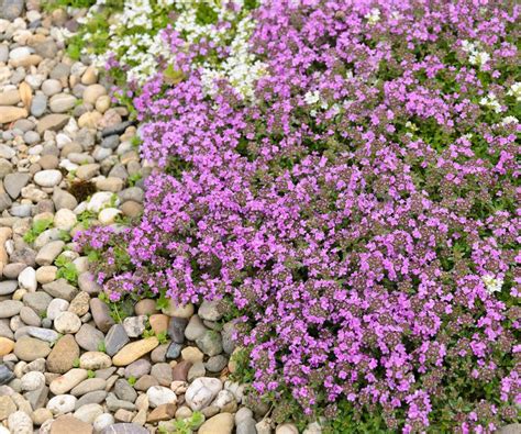 Deer resistant ground cover plants: 12 expert selections | Homes and ...