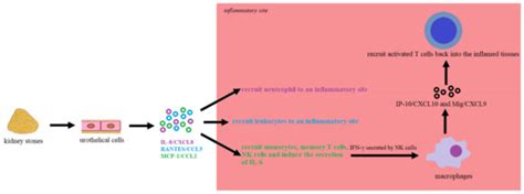 The Molecular Aspect of Nephrolithiasis Development