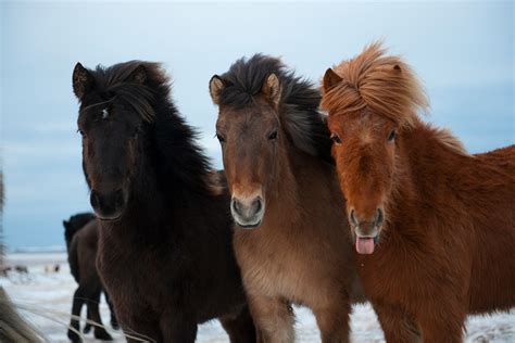 Icelandic Horse