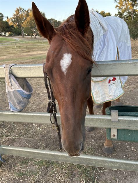 SOLD-Written Matter — Rehome A Racehorse