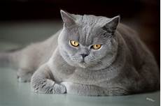 cat breeders purebred cat breeders directory cat breeders purebred cat breeders directory
