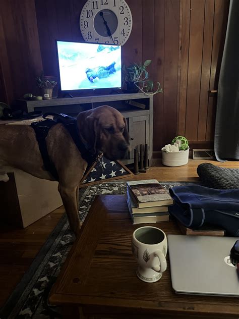 Seneca Trail Animal Hospital Gallery | Vet In Lewisburg, WV