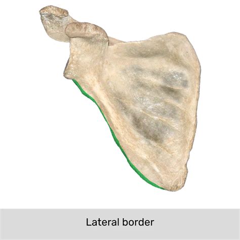 Right Scapula Lateral View