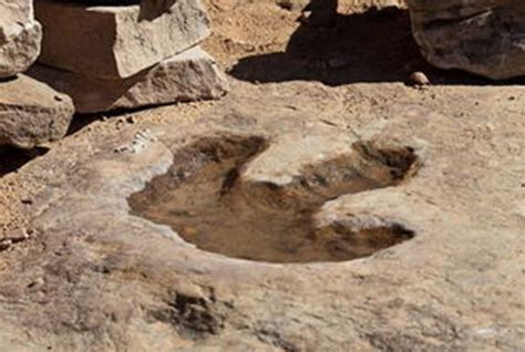 法媒称考古学家发现最大恐龙脚：足骨宽约一米_自贡大洋艺术有限责任公司