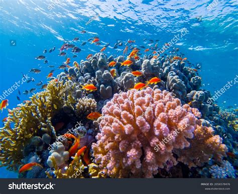 Marine Life Red Sea: Over 205,377 Royalty-Free Licensable Stock Photos ...