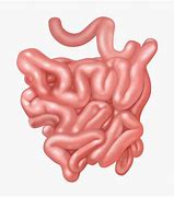 Image result for small IntestIne