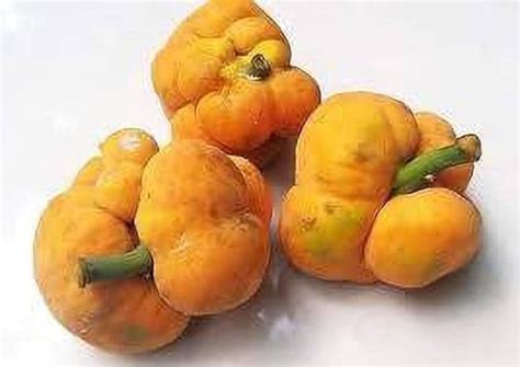 SANJU Badhal/Artocarpus Lacucha/Monkey Jack Fruit & Fruit Plant For ...